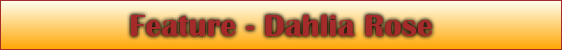 Feature - Dahlia Rose